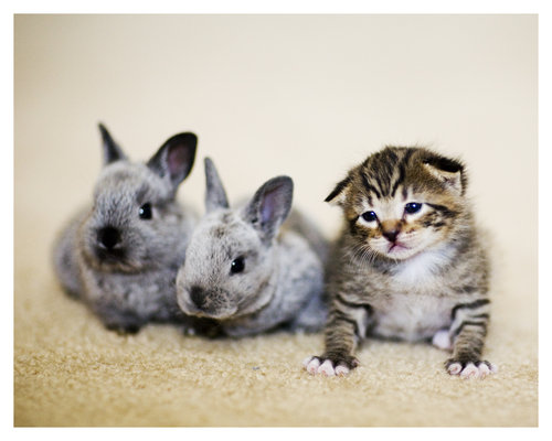 Mačiatko a trpasličie králičky