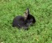 Čierny králik